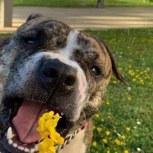 Meet the posher, Savitri!